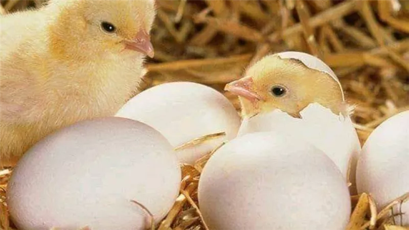 من هنا.. جميع أسعار بورصة الدواجن الرئيسية اليوم في مصر الخميس8-4-2021