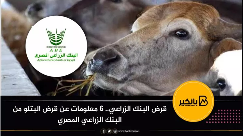 قرض البنك الزراعي.. 6 معلومات عن قرض البتلو من البنك الزراعي المصري