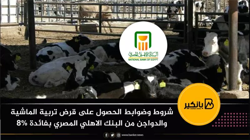 شروط وضوابط الحصول على قرض تربية الماشية والدواجن من البنك الاهلي المصري بفائدة 8%