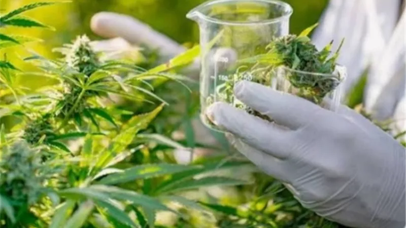 ألمانيا تشدد قيود القنب الطبي.. مشروع قانون جديد يفتح مواجهة سياسية