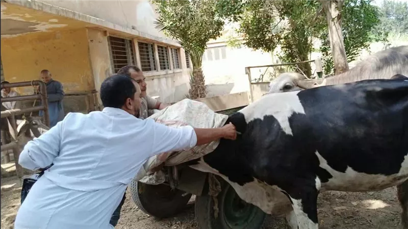 الزراعة تحصن الماشية ضد الحمى القلاعية والوادي المتصدع بـ6.84 مليون جرعة