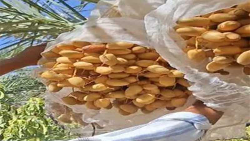 التمور المصرية تفتح أسواق العالم.. سر قفزة صادرات مصر من تمر المجدول