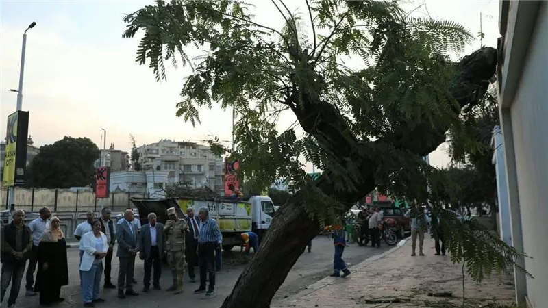 الوزيرة تابعت بنفسها .. شجرة «بونسيانا» تعود للحياة في مصر الجديدة بعد سقوطها على عقار