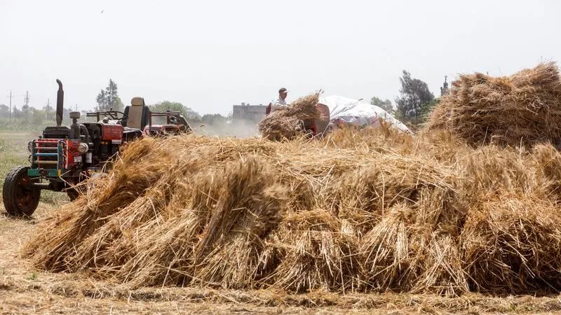 وزارة التجارة تمدد حظرا على تصدير سلع أساسية تشمل القمح والذرة لثلاثة شهور إضافية
