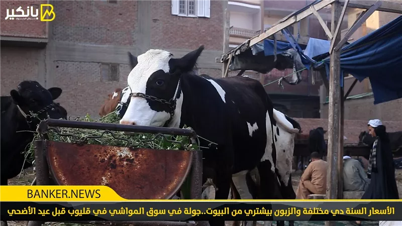 أسعار الأضاحي يوم الوقفة.. الخراف تبدأ من 18 ألف جنيه والعجول تصل 130 ألف
