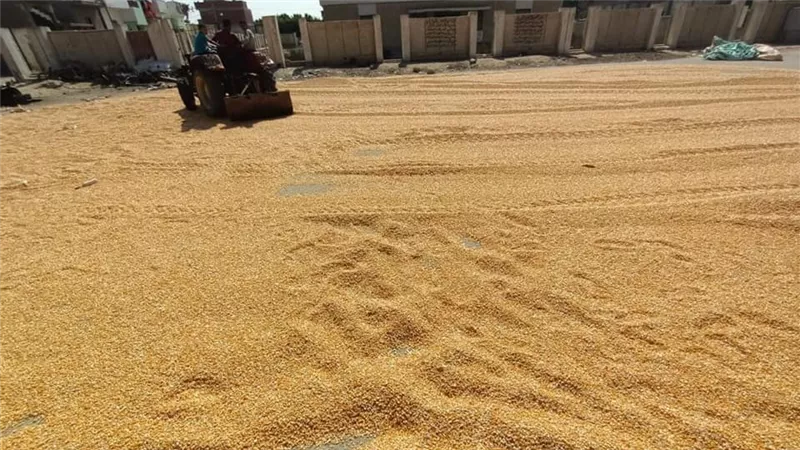 الزراعة: استلام مصانع الأعلاف للذرة الصفراء.. و6 آلاف جنيه حد أدنى لسعر الطن
