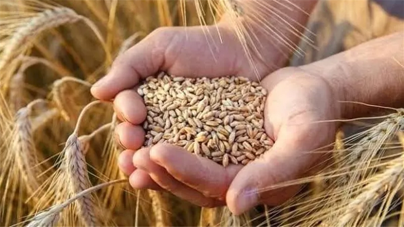 مصر تشتري 280 ألف طن من القمح الروسي في اتفاقات مباشرة