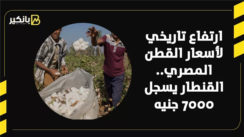 ارتفاع تاريخي لأسعار القطن المصري.. القنطار يسجل 7000 جنيه | فيديو 