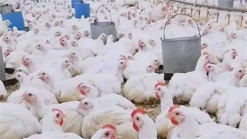 أسعار الدواجن اليوم.. الفراخ البلدي بـ155 جنيهًا والشيش طاووق يصل لـ343 جنيهًا 