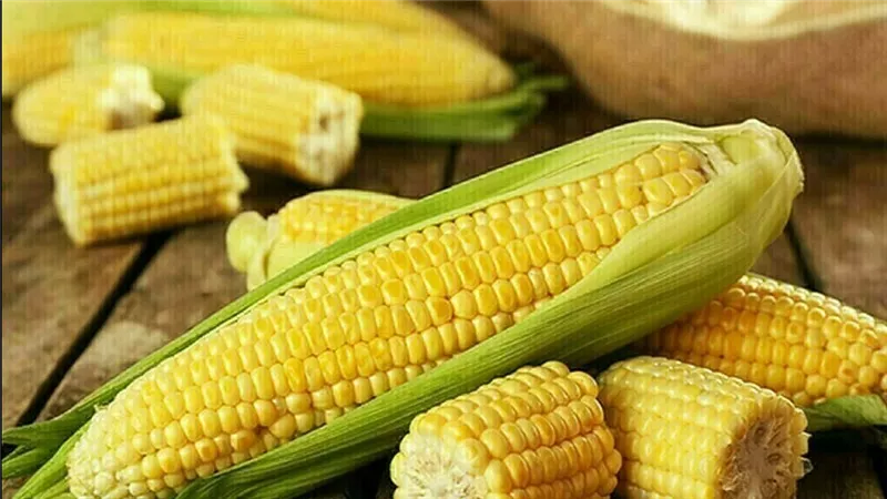 أسعار الذرة في الصين تهبط إلى أدنى مستوياتها منذ 3 سنوات بسبب وفرة الإمدادات