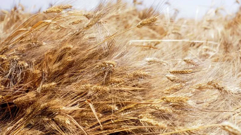 بديل رخيص للحبوب.. محادثات مصرية إماراتية لتمويل مشتريات قمح من كازاخستان