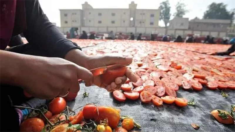 أخطر عملية إرهاب اقتصادي.. فيديو الطماطم يكشف فضيحة مافيا الإخوان والتجار