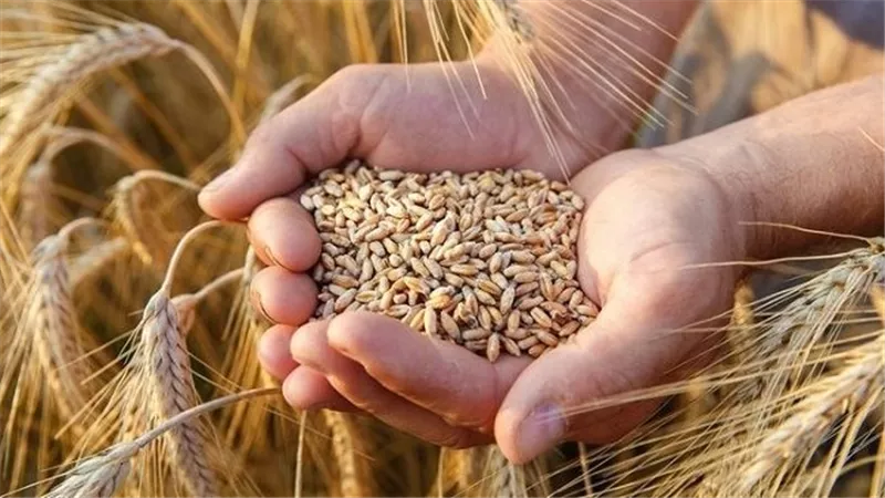 التموين: فتح جميع نقاط استلام وتوريد القمح المحلي..ومستهدف توريد 3.5 مليون طن