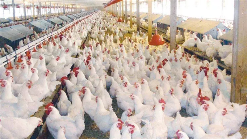 إستقرار أسعار الدواجن فى السوق المحلية اليوم الثلاثاء 19-3-2024
