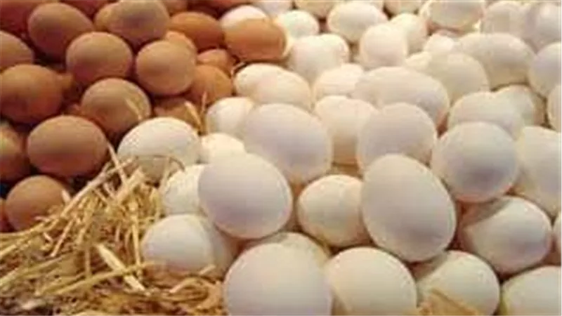 التموين تطرح كرتونة البيض بسعر 150 جنيها للطبق الواحد