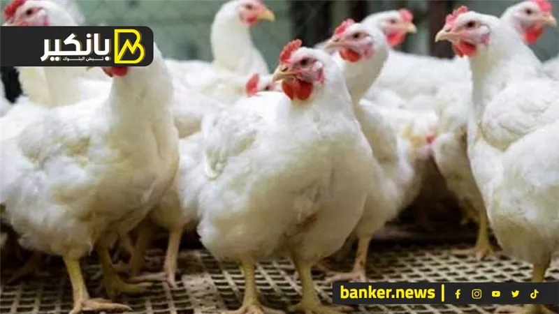 أسعار الدواجن اليوم الأحد.. ارتفاع الفراخ البيضاء لـ77 جنيهًا والبلدي بـ121 جنيهًا