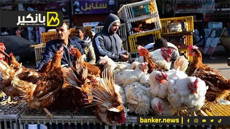 انخفاض أسعار الدواجن اليوم الجمعة.. الفراخ البيضاء بـ75 جنيهًا والبلدي تسجل 111