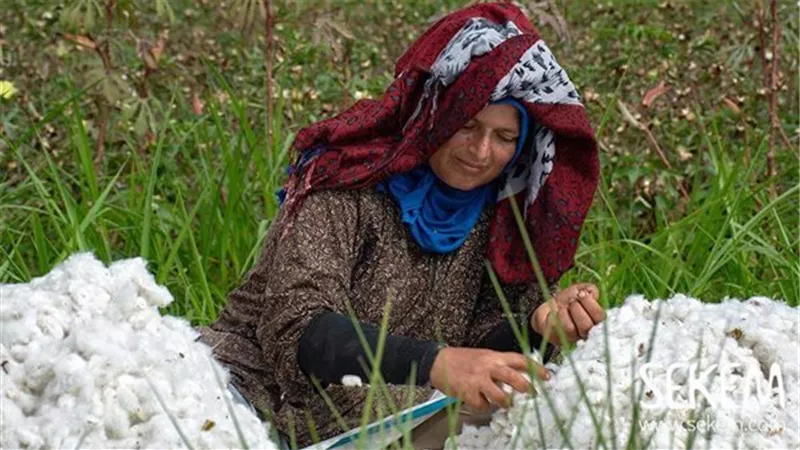 عودة الدهب الأبيض المصري لعرشه.. إيه الحكاية