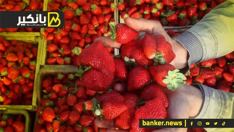 الصناعات الغذائية: الفراولة المجمدة تقود الصادرات ونمو قياسي للشوكولاتة