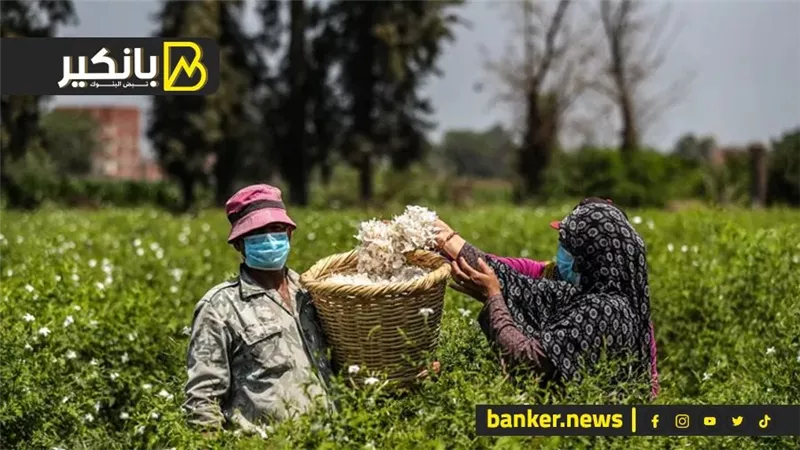 مشروع هيغير شكل الزراعة في مصر.. التنين الصيني داخل على تقيل