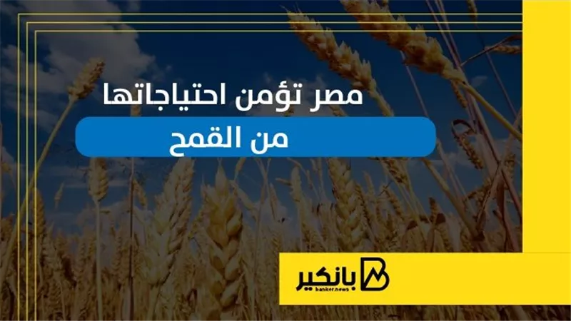 مصر تؤمن احتياجاتها من القمح | إنفوجراف