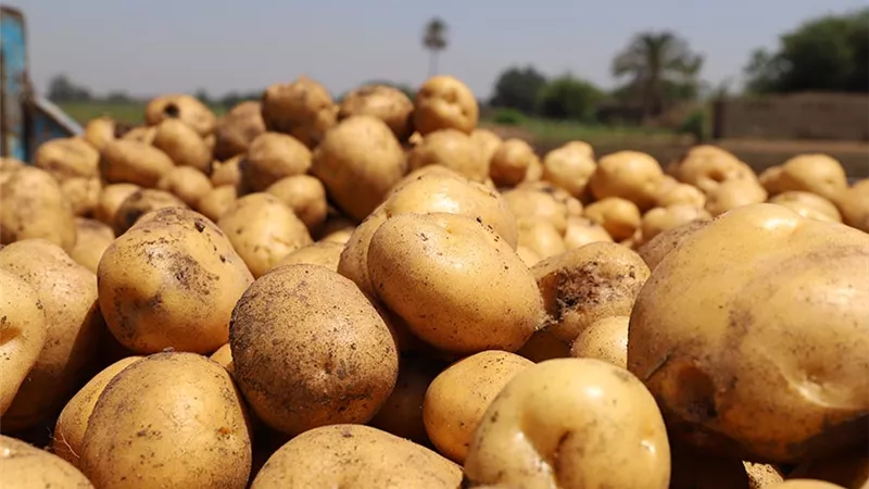 توطين زراعة تقاوي البطاطس.. خطة مصر لخفض الاستيراد وزيادة الصادرات الزراعية