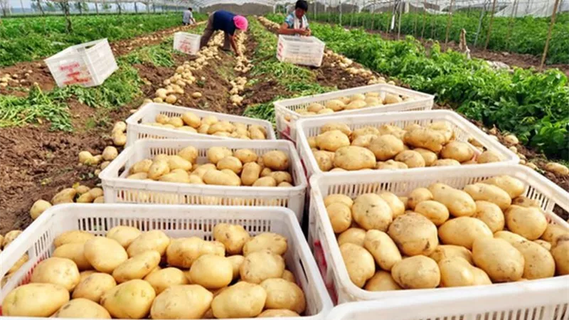 البطاطس المجمدة المصرية تحقق 253 مليون دولار صادرات وتحتل المركز الـ11 عالميا