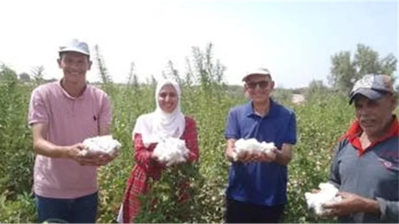 لأول مرة وسط الجبال.. كيف نجحت زراعة القطن طويل التيلة للمرة الأولى في سيناء؟