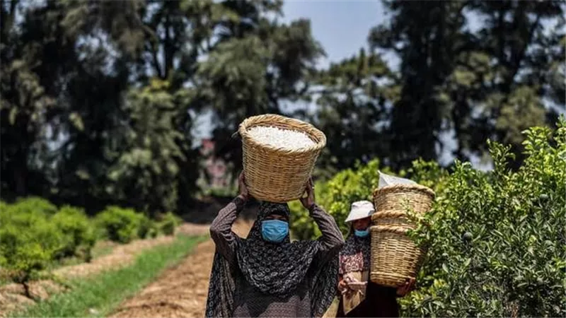 ديور وشانيل بيستوردوا العطور الخام منها.. قرية مصرية وصلت للعالمية بسبب الياسمين
