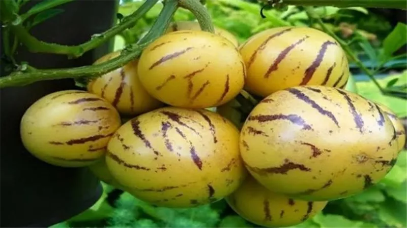 فاكهة أغلى من اللحمة.. 