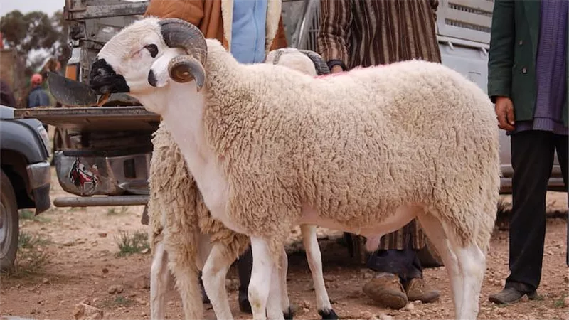 أسعار الأضاحي اليوم.. انخفاض العجول البقري والخرفان البرقي تسجل 315 جنيهًا قائم