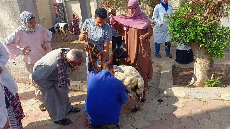 «الزراعة» تواصل جهود دعم مربي الثروة الحيوانية في القليوبية بقوافل بيطرية
