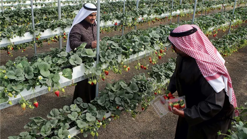 الكويت تحقق إنتاجًا زراعيًا تجاوز 220 ألف طن بقيمة 23 مليون دينار خلال 9 أشهر