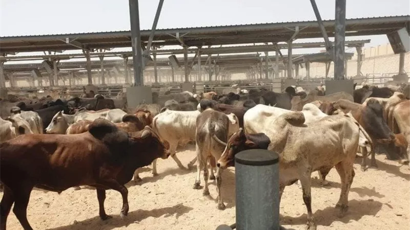 المحجر الحيواني بسفاجا