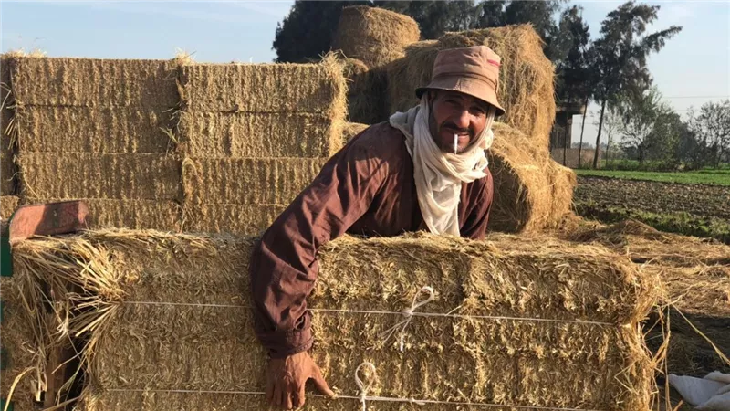 من الحرق إلى الصناعة.. كيف صنعت مصر قيمة اقتصادية من قش الأرز؟