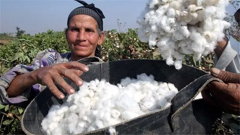 القطن المصري