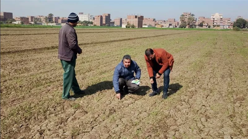 وزير الزراعة يتابع عن كثب موقف النمل الأبيض والزراعات الشتوية في محافظات الصعيد