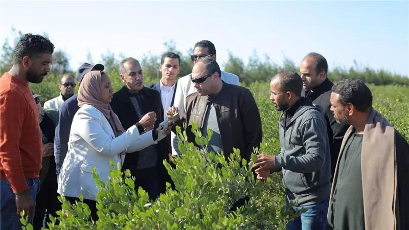 رئيس هيئة تنمية الصعيد يتفقد حصاد محصول الجوجوبا بالبحر الأحمر
