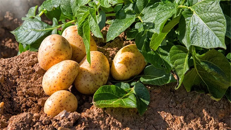 الصادرات الزراعية تسجل طفرة غير مسبوقة.. البطاطس والبطاطا والفواكه تتصدر المشهد