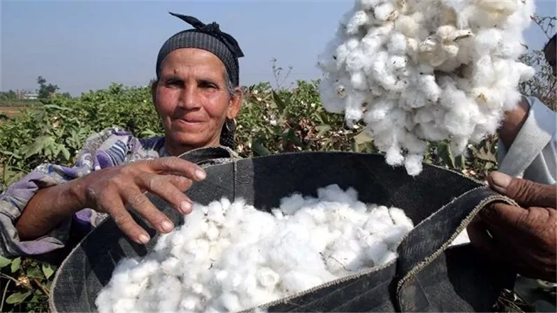 جهاز تنمية المشروعات يطلق معرض «مهرجان القطن المصري»