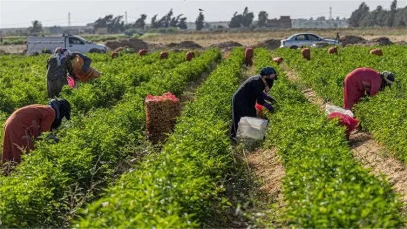 من أرض بور لمشروع عالمي بيحقق طفرة زراعية.. أخد شهادة من إيفاد وهيدخل ملايين الدولارات للبلد.. ازاي مشروع سيل هيقلب الصحراء لمناجم ذهب أخضر