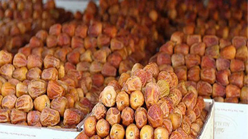الزراعة تصنع التاريخ بالتمور.. من واحات النخيل إلى عرش التصدير العالمي