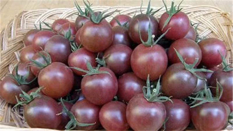 ليست حمراء فقط.. سر غزو الطماطم الشيري الصفراء والسوداء للمزارع المصرية