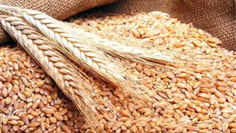 خطة مصر الجديدة.. مركز عالمي للحبوب والزيوت