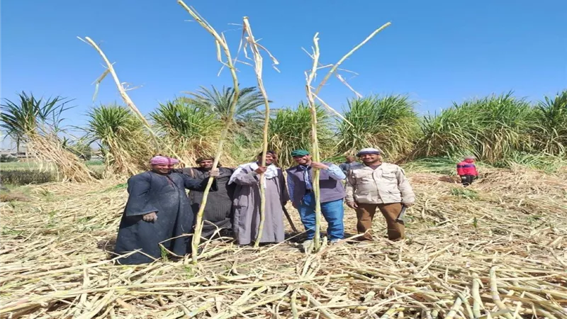 متابعة مكثفة للزراعات الشتوية بالمنيا.. مؤشرات إيجابية لمحصول القمح واستعدادات قوية للحصاد