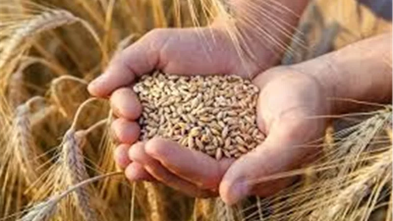 موسم وفير للقمح في مصر.. الإنتاج المتوقع يتخطى 10 ملايين طن ويعزز الأمن الغذائي