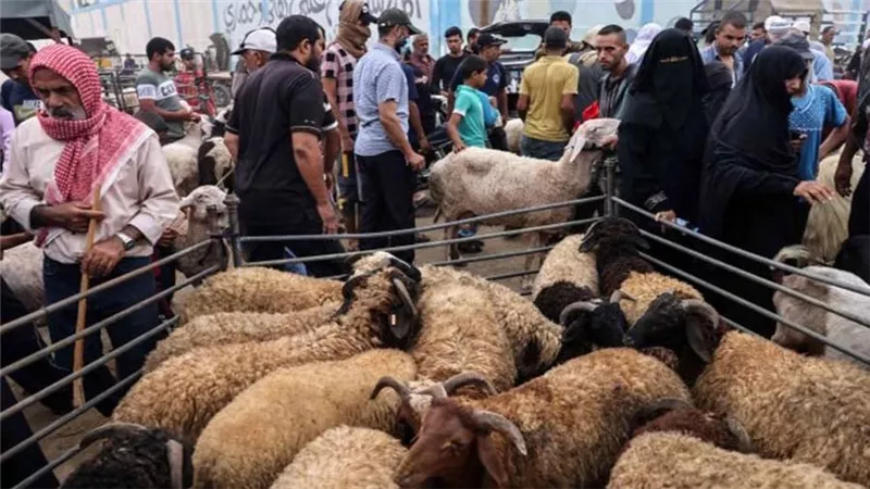صندوق «تحيا مصر» يطلق مبادرة الأضاحي لدعم 2.5 مليون مواطن