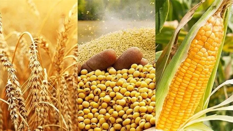 تمويلات جديدة لدعم القمح والذرة.. مصر ترفع جاهزيتها للأمن الغذائي