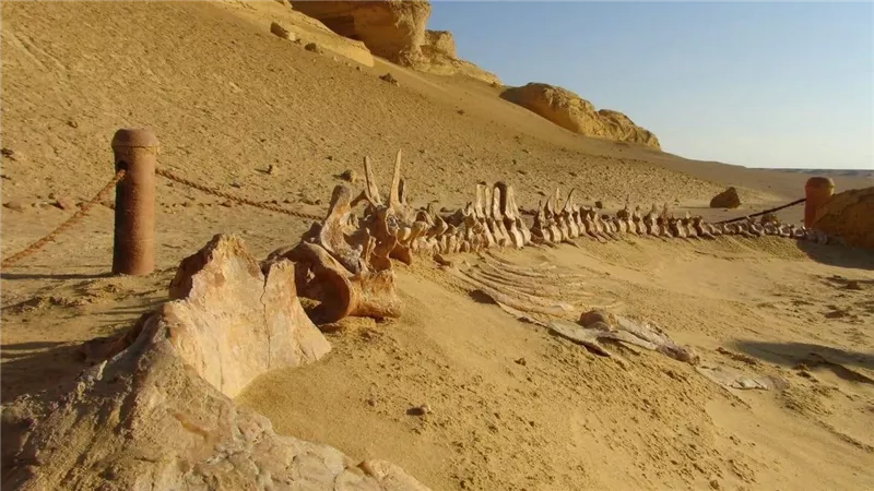 تجديد إدراج وادي الحيتان بالقائمة الخضراء الدولية لمدة 5 سنوات إضافية