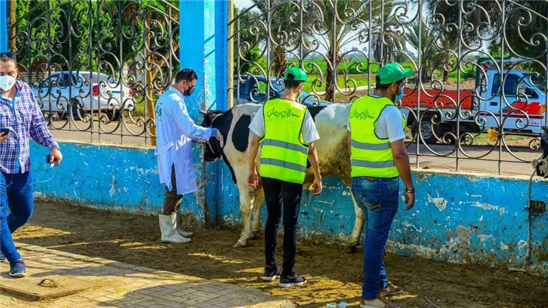 قنا تستعد لعيد الأضحى بذبح 50 عجلًا وتوزيع اللحوم على الأسر الأكثر احتياجًا